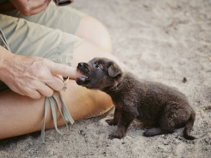 A puppy biting a person's finger